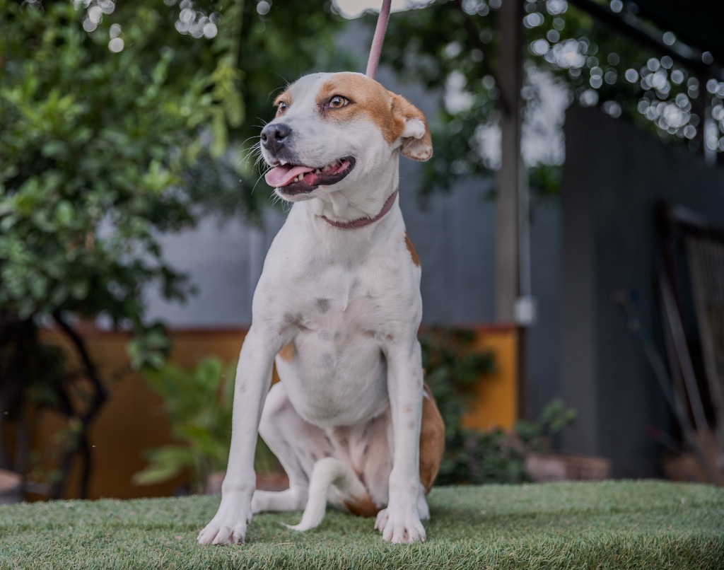 Buba, an adoptable Australian Cattle Dog / Blue Heeler, Basenji in Anacortes, WA, 98221 | Photo Image 2