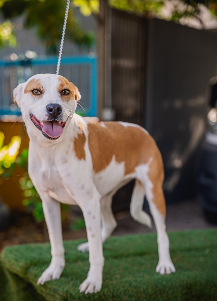 Bubbles, an adoptable Australian Cattle Dog / Blue Heeler, Basenji in Anacortes, WA, 98221 | Photo Image 2