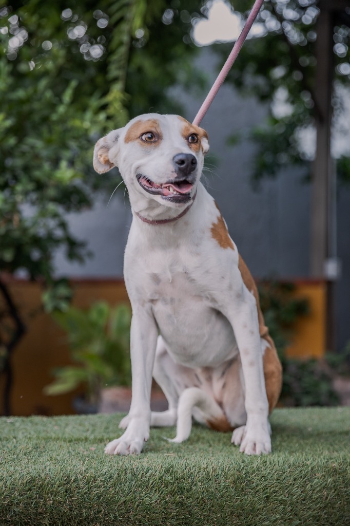 Bubbles, an adoptable Australian Cattle Dog / Blue Heeler, Basenji in Anacortes, WA, 98221 | Photo Image 3