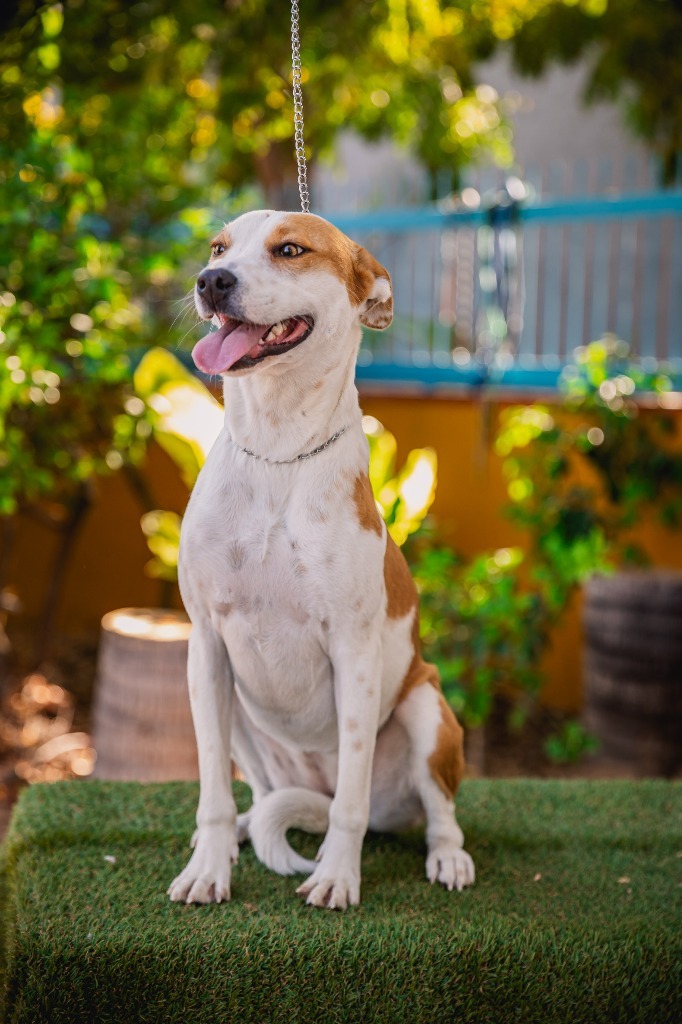 Bubbles, an adoptable Australian Cattle Dog / Blue Heeler, Basenji in Anacortes, WA, 98221 | Photo Image 3