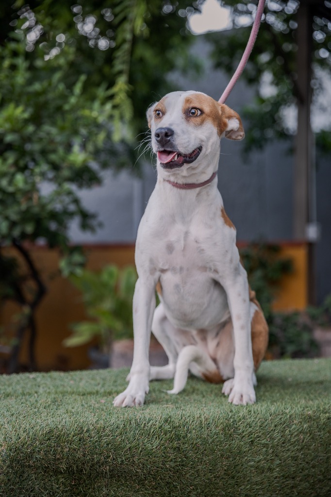 Bubbles, an adoptable Australian Cattle Dog / Blue Heeler, Basenji in Anacortes, WA, 98221 | Photo Image 4