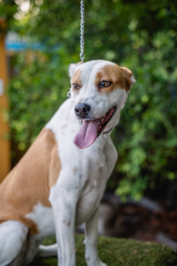 Bubbles, an adoptable Australian Cattle Dog / Blue Heeler, Basenji in Anacortes, WA, 98221 | Photo Image 4