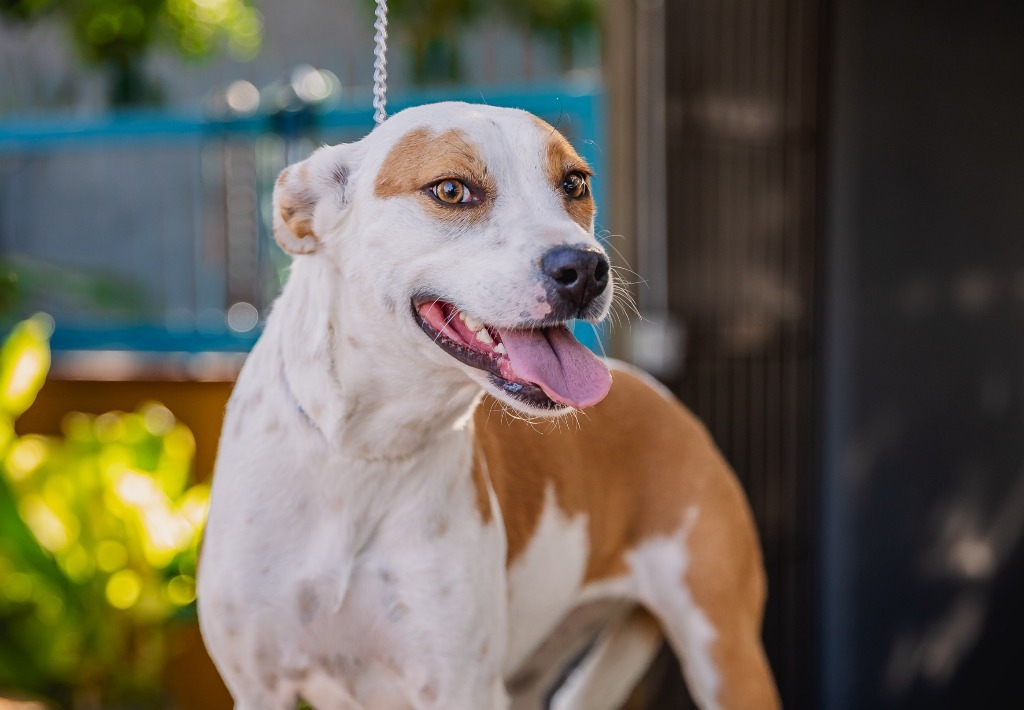 Bubbles, an adoptable Australian Cattle Dog / Blue Heeler, Basenji in Anacortes, WA, 98221 | Photo Image 5