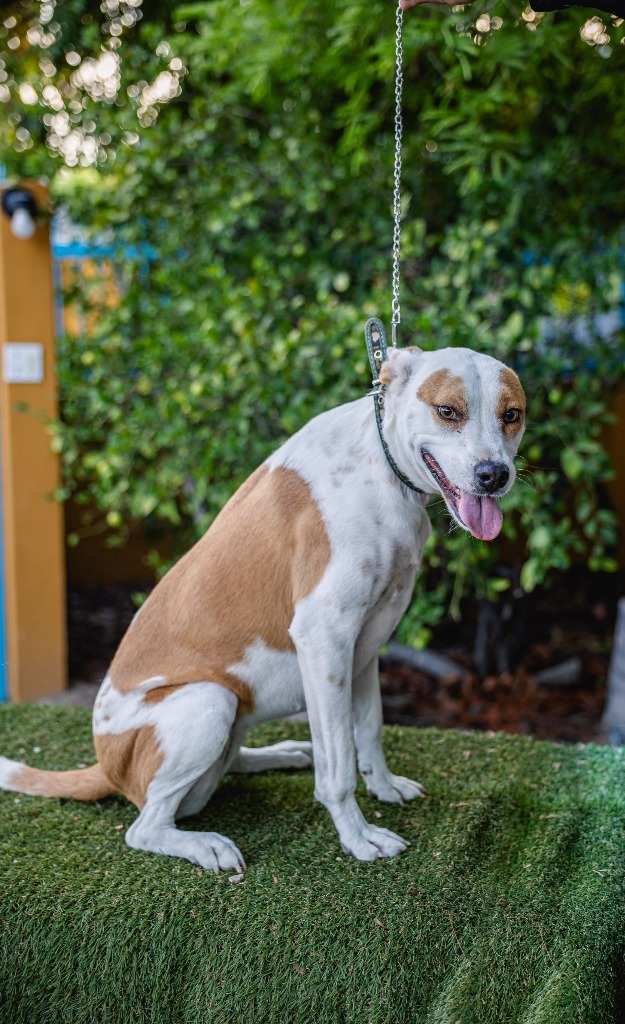 Bubbles, an adoptable Australian Cattle Dog / Blue Heeler, Basenji in Anacortes, WA, 98221 | Photo Image 5