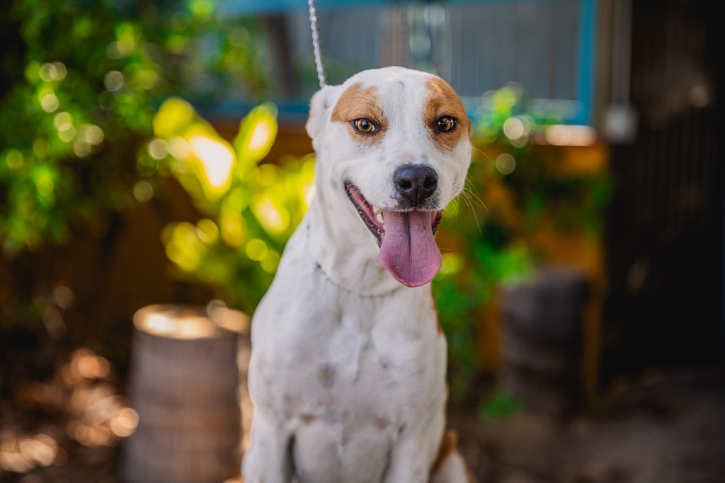 Bubbles, an adoptable Australian Cattle Dog / Blue Heeler, Basenji in Anacortes, WA, 98221 | Photo Image 6