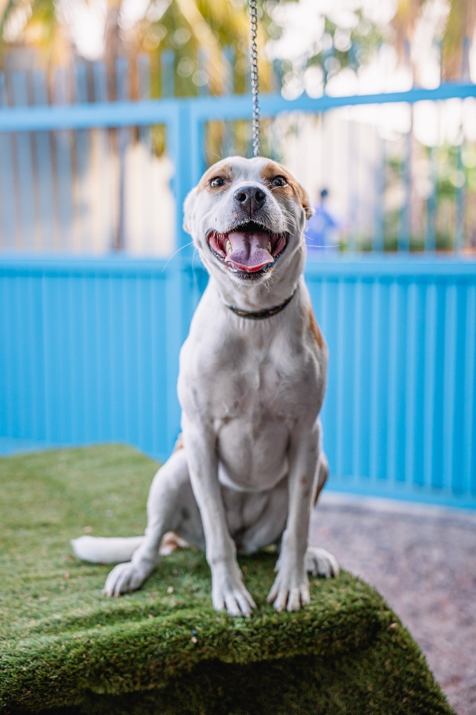Bubbles, an adoptable Australian Cattle Dog / Blue Heeler, Basenji in Anacortes, WA, 98221 | Photo Image 6