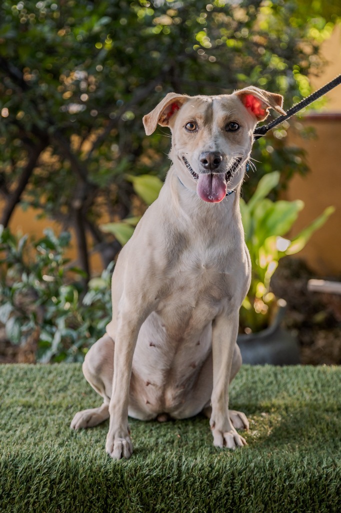 Nala, an adoptable Jack Russell Terrier, Rat Terrier in Anacortes, WA, 98221 | Photo Image 7