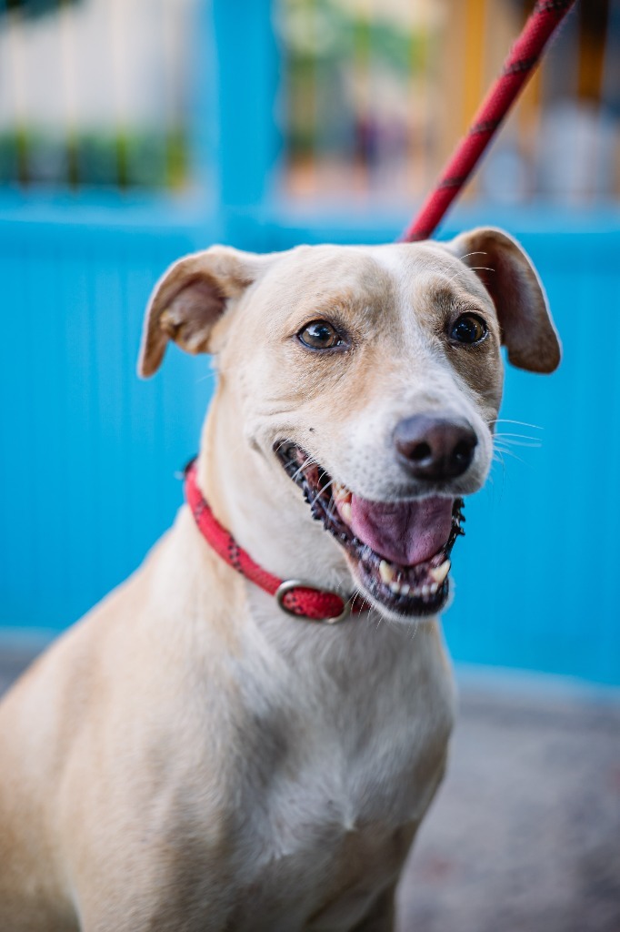 Nala, an adoptable Basenji, Carolina Dog in Anacortes, WA, 98221 | Photo Image 7