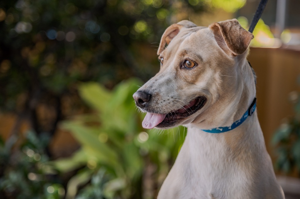 Nala, an adoptable Jack Russell Terrier, Rat Terrier in Anacortes, WA, 98221 | Photo Image 8