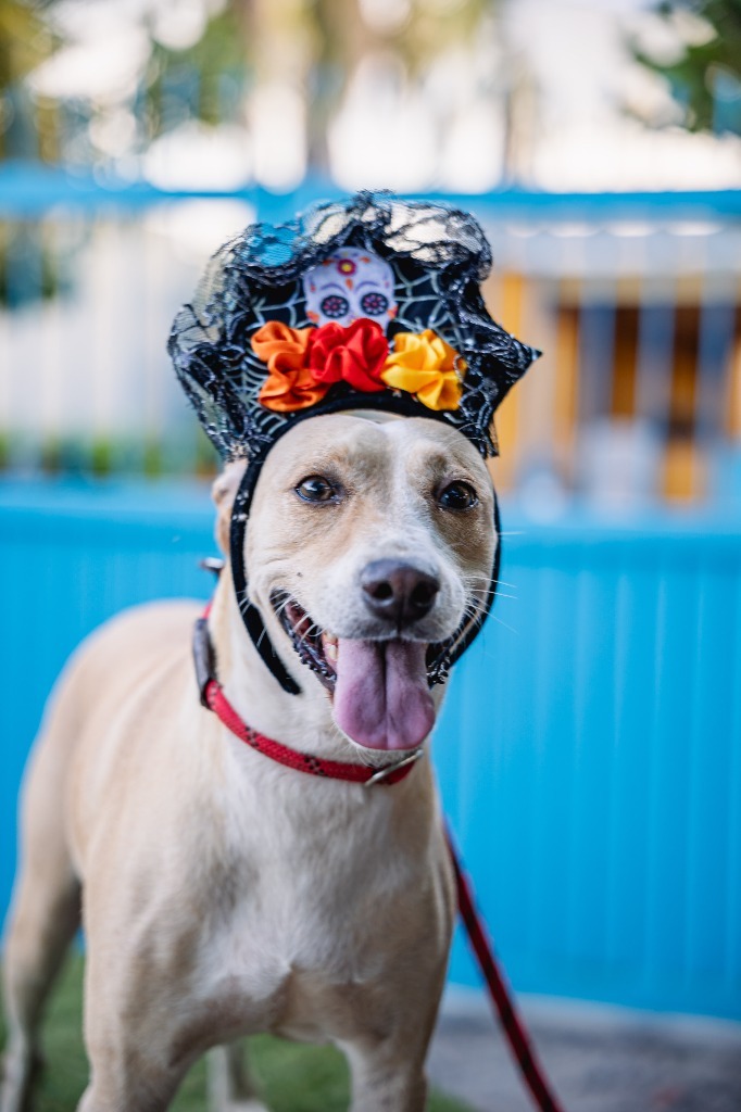 Nala, an adoptable Basenji, Carolina Dog in Anacortes, WA, 98221 | Photo Image 8