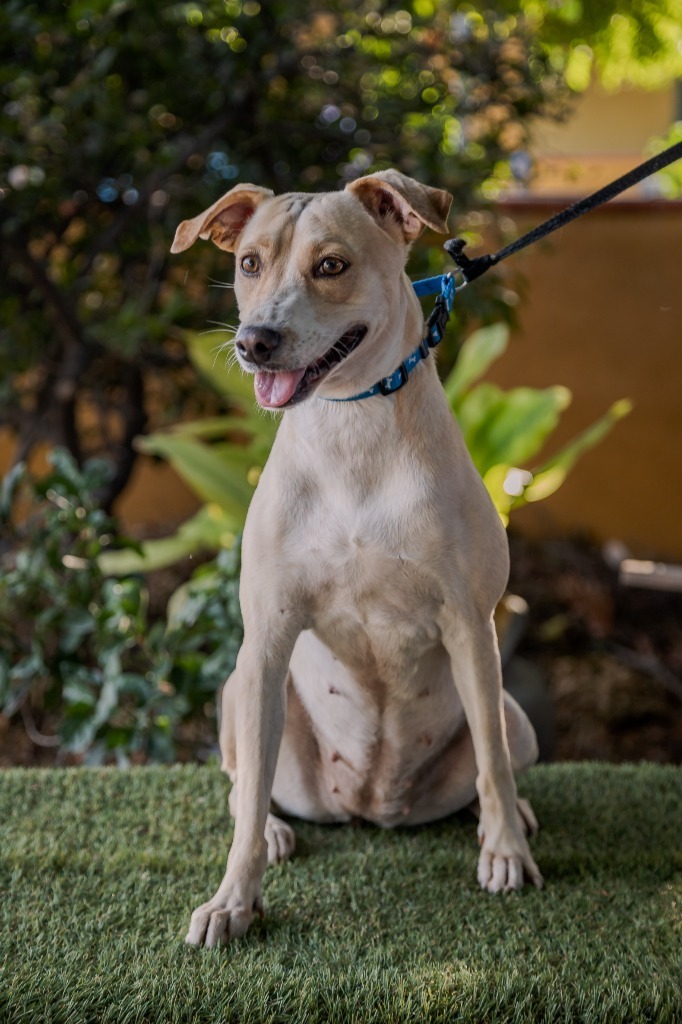Nala, an adoptable Jack Russell Terrier, Rat Terrier in Anacortes, WA, 98221 | Photo Image 9