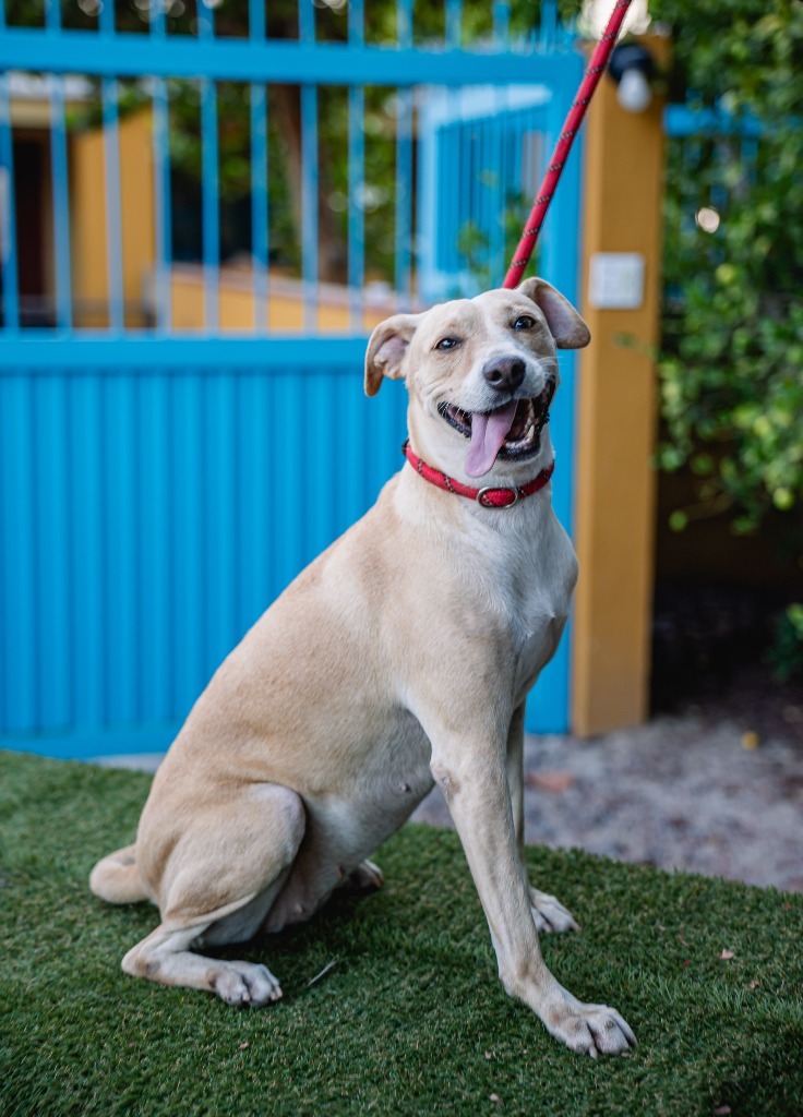 Nala, an adoptable Basenji, Carolina Dog in Anacortes, WA, 98221 | Photo Image 9