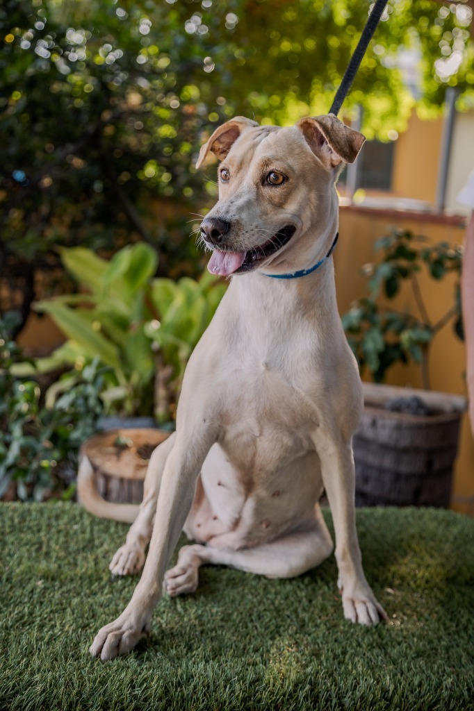 Nala, an adoptable Jack Russell Terrier, Rat Terrier in Anacortes, WA, 98221 | Photo Image 10