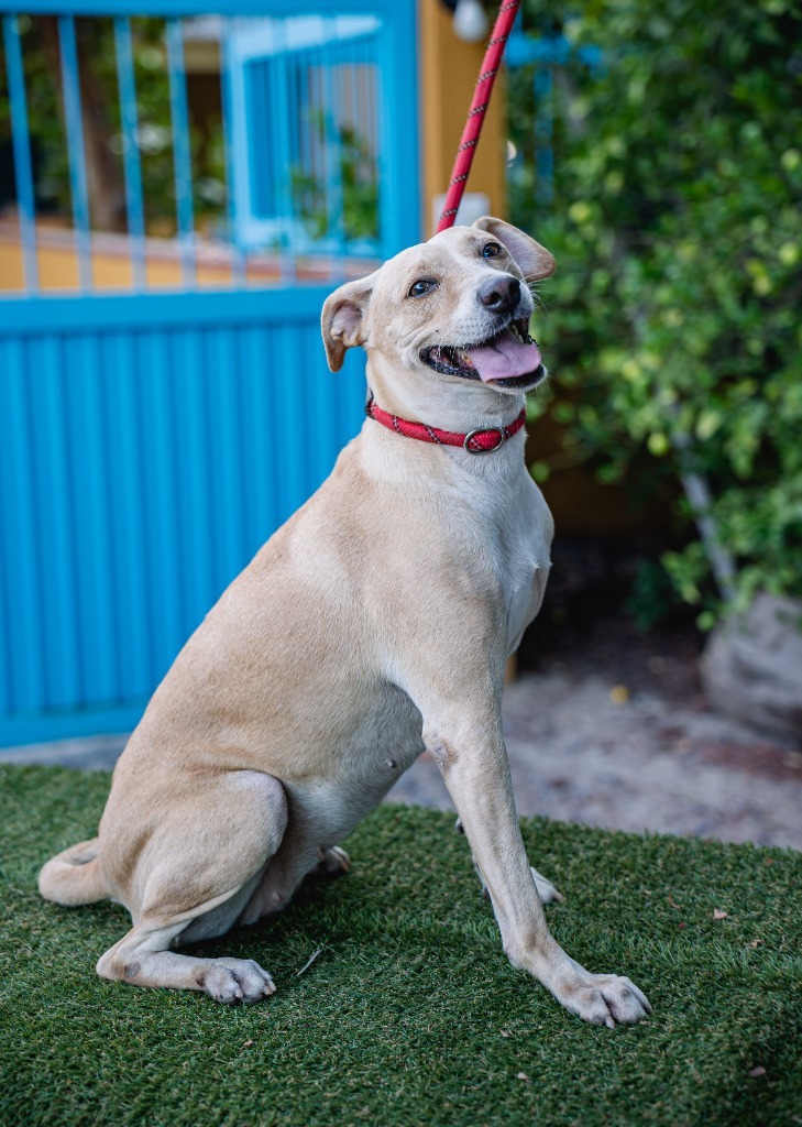 Nala, an adoptable Basenji, Carolina Dog in Anacortes, WA, 98221 | Photo Image 10