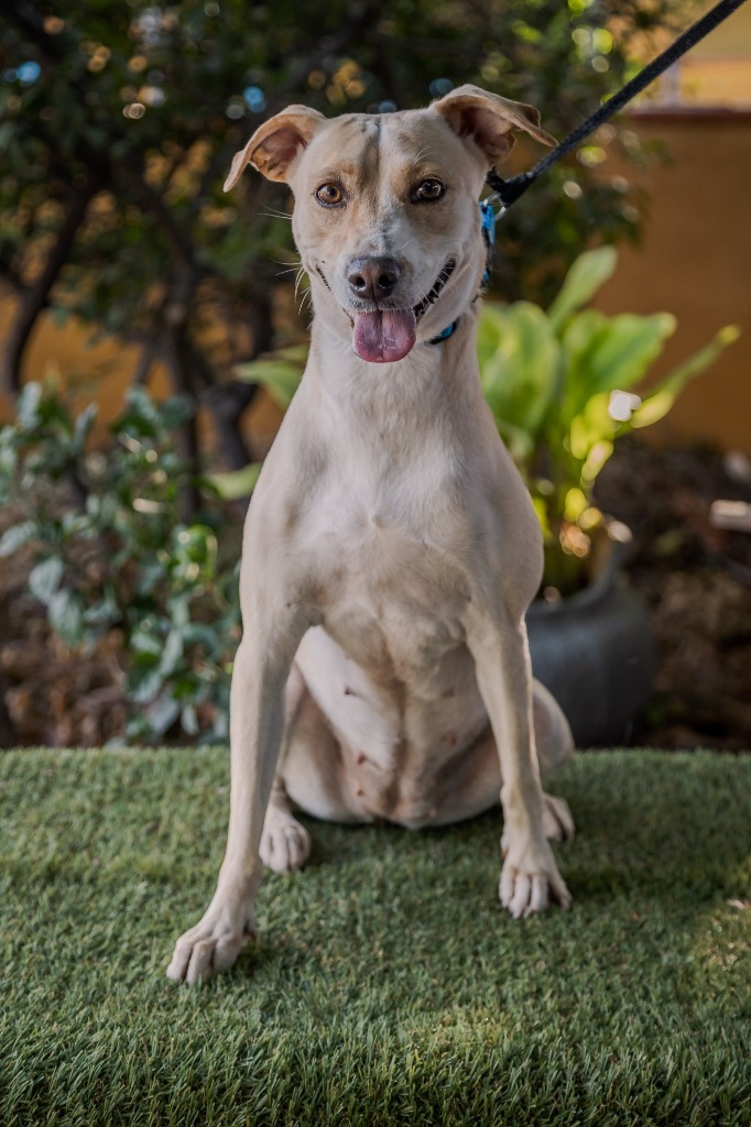 Nala, an adoptable Jack Russell Terrier, Rat Terrier in Anacortes, WA, 98221 | Photo Image 11