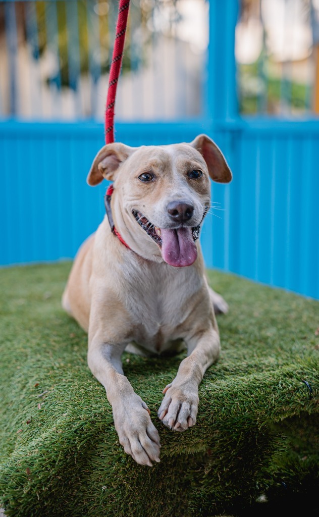 Nala, an adoptable Basenji, Carolina Dog in Anacortes, WA, 98221 | Photo Image 11