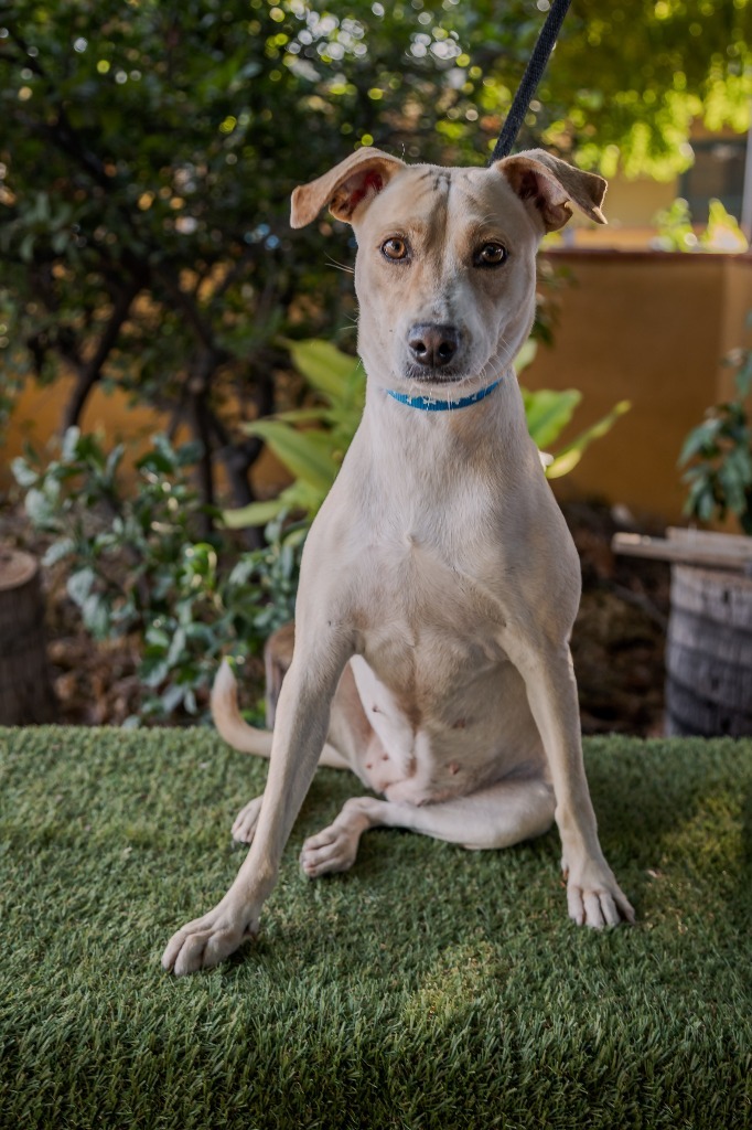 Nala, an adoptable Basenji, Carolina Dog in Anacortes, WA, 98221 | Photo Image 12