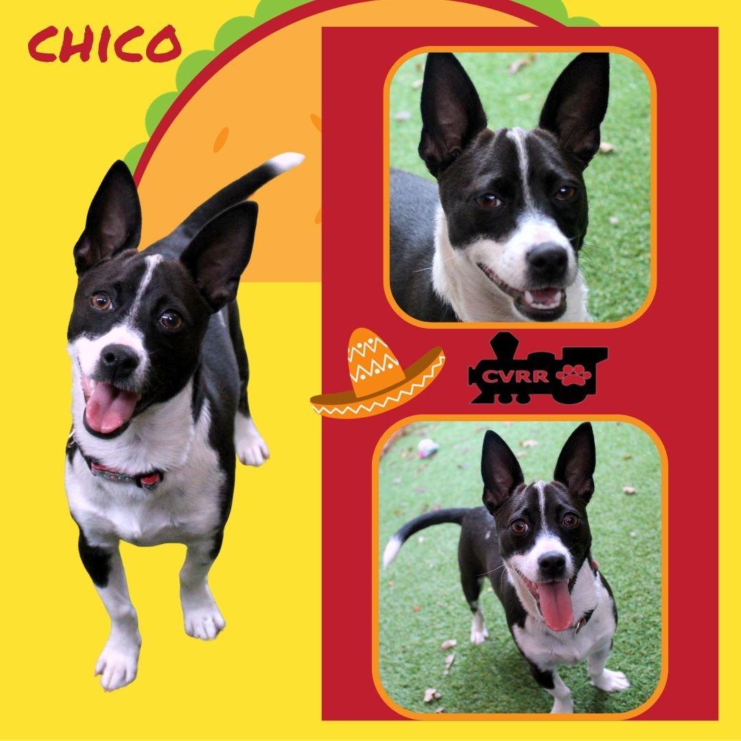 Chico (Puppy)