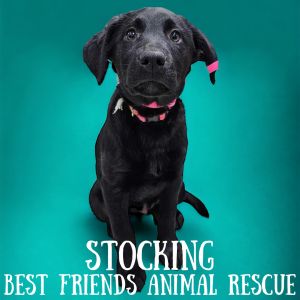 Dog for adoption Stocking a Labrador Retriever Mix in Wasilla