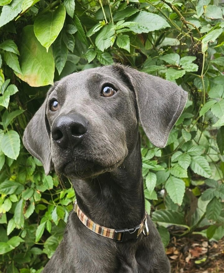 Blue lacy hot sale rescue