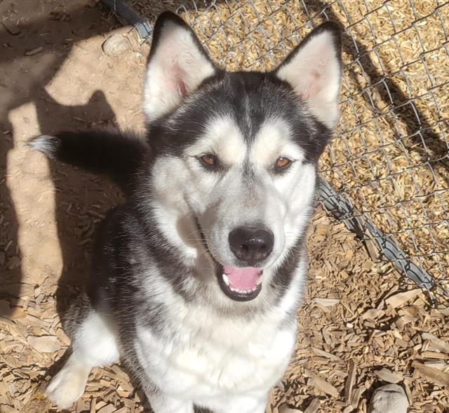 DRIFT, an adoptable Husky, Mixed Breed in Albuquerque, NM, 87121 | Photo Image 1