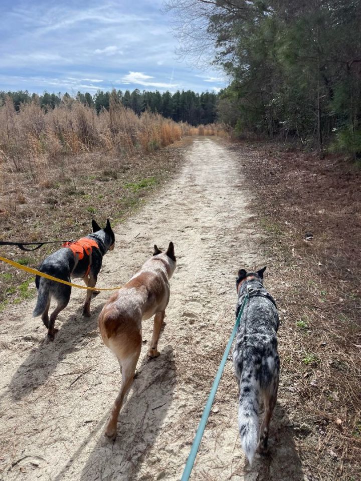 Blue heeler best sale crate size