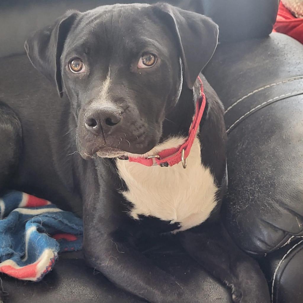 Mittens, an adoptable Mixed Breed in Rochester, MN, 55903 | Photo Image 1