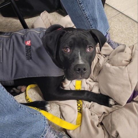 Mittens, an adoptable Mixed Breed in Rochester, MN, 55903 | Photo Image 2