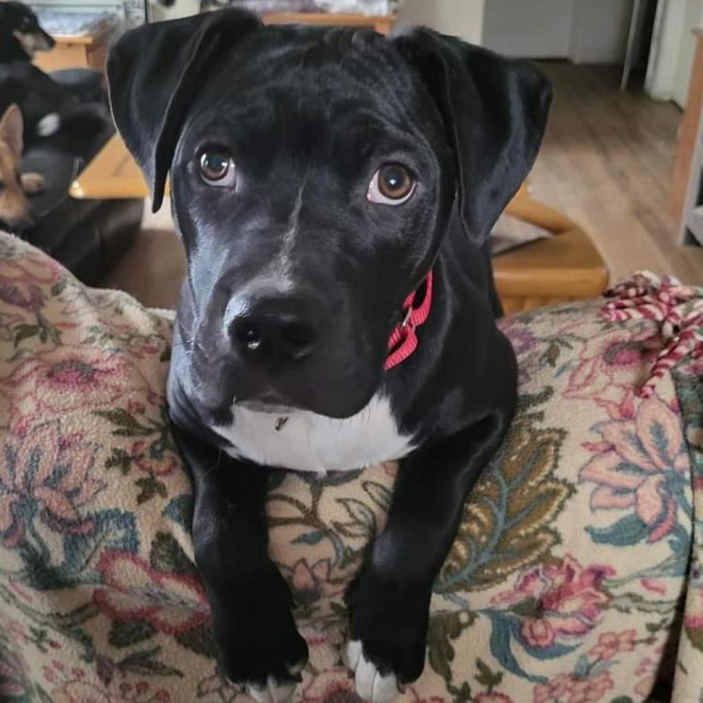 Mittens, an adoptable Mixed Breed in Rochester, MN, 55903 | Photo Image 3