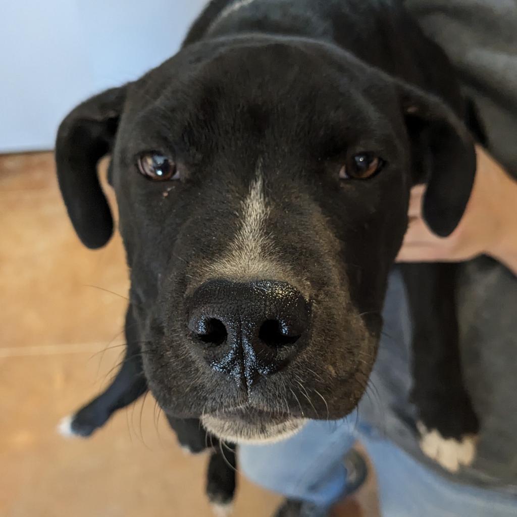 Mittens, an adoptable Mixed Breed in Rochester, MN, 55903 | Photo Image 5