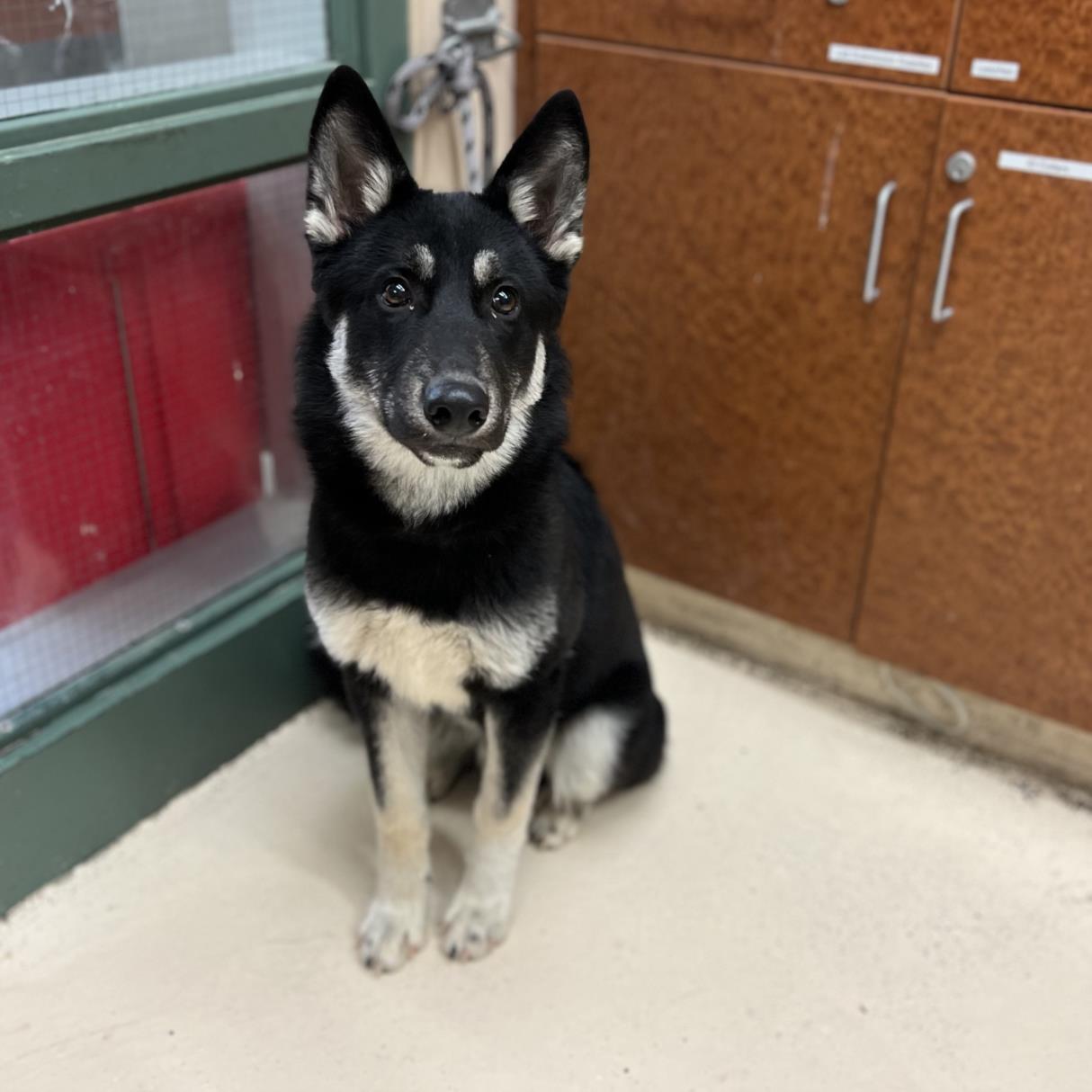 Dog for adoption - BROOKS, a German Shepherd Dog Mix in Rancho 