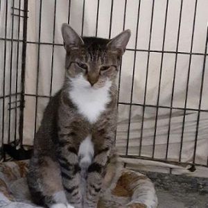 Sabrie, Adult Female unknown