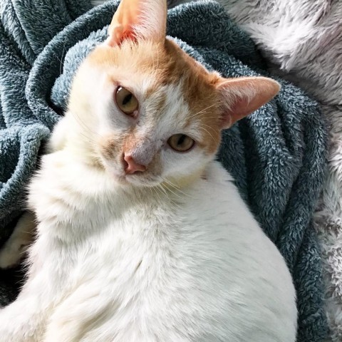 Cat for adoption Thomas Catwell a Domestic Short Hair in Austin