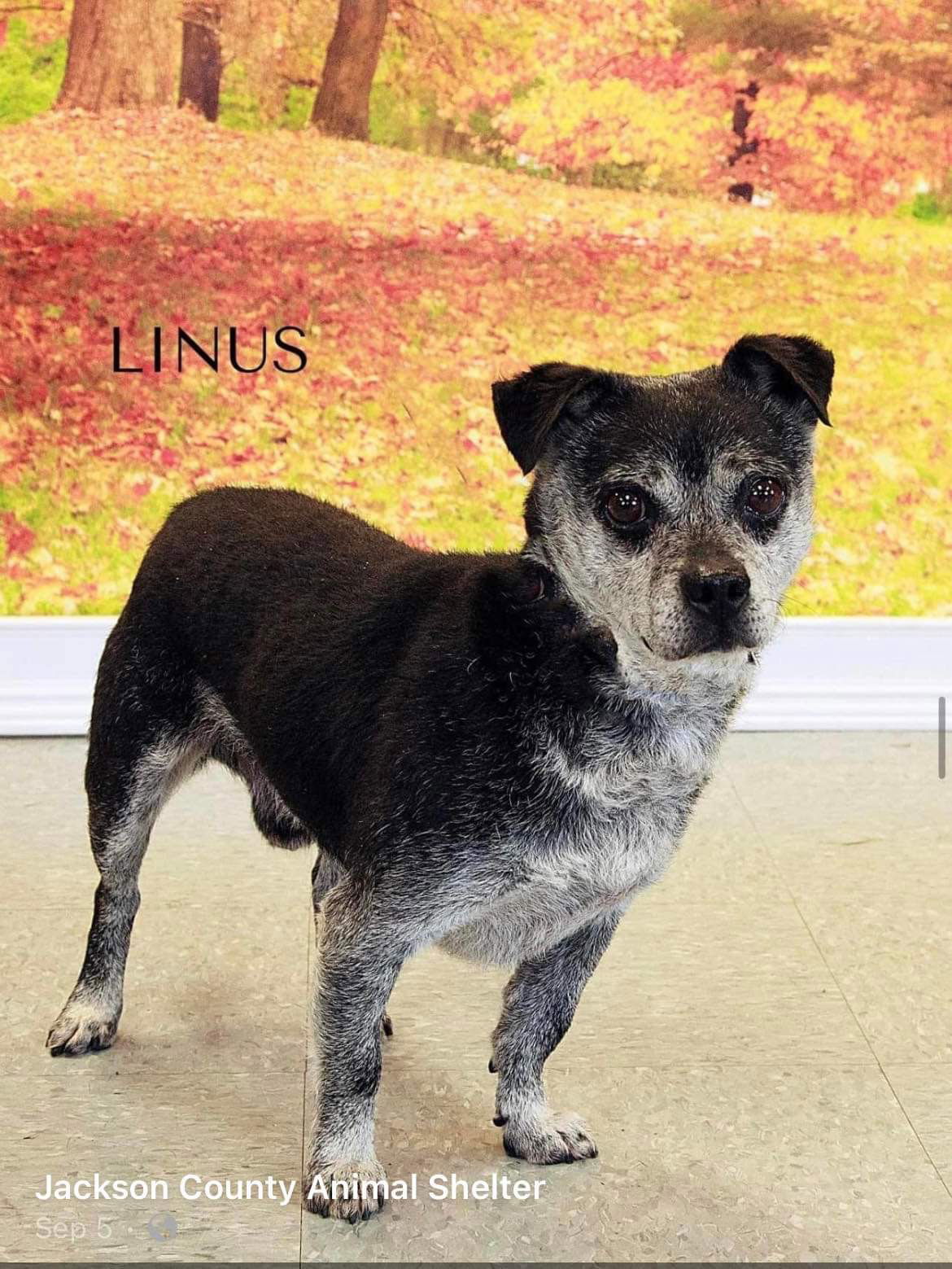 Linus