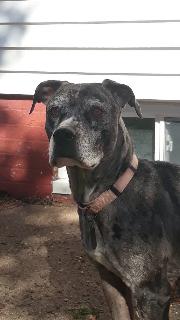 Catahoula leopard store great dane mix