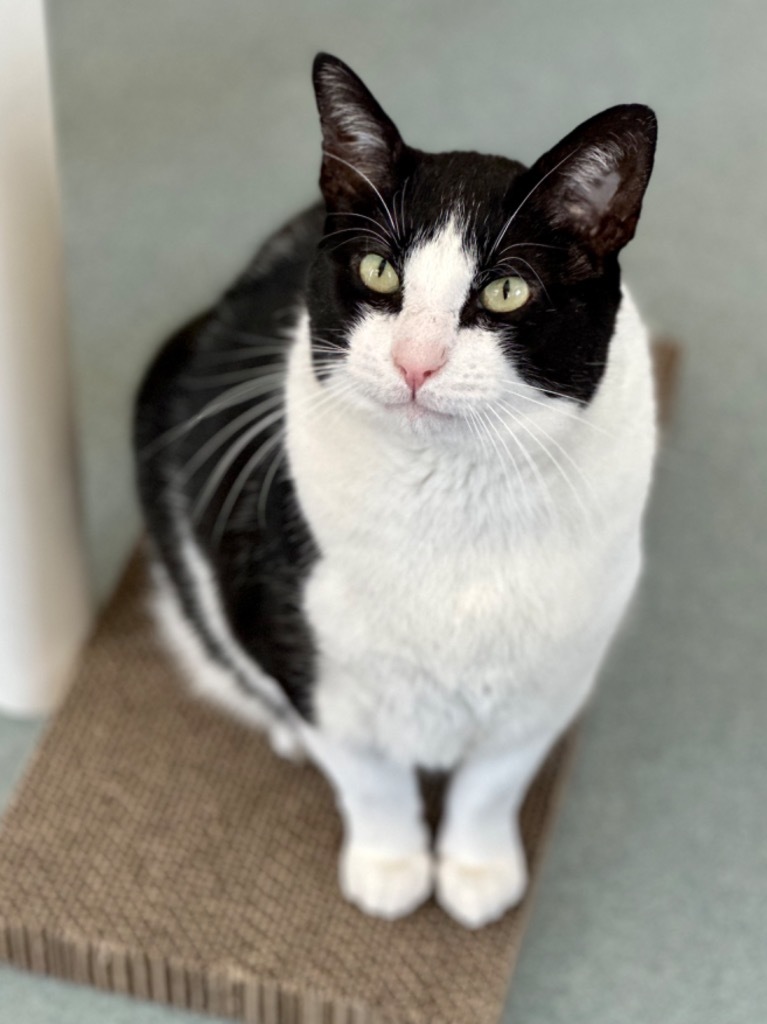 Toby, an adoptable Domestic Short Hair in Cumberland, ME, 04021 | Photo Image 1