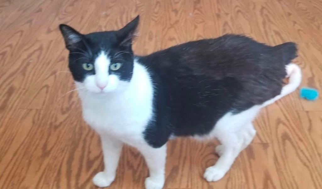 Toby, an adoptable Domestic Short Hair in Cumberland, ME, 04021 | Photo Image 2