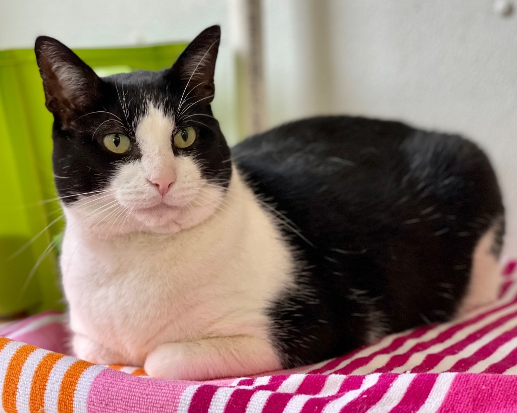 Toby, an adoptable Domestic Short Hair in Cumberland, ME, 04021 | Photo Image 3