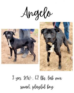 Angelo, Adult Male unknown