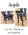 Angelo photo 1