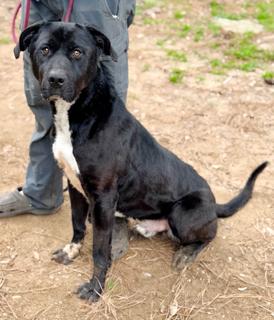 Angelo, an adoptable Mixed Breed in Albany, GA, 31706 | Photo Image 2