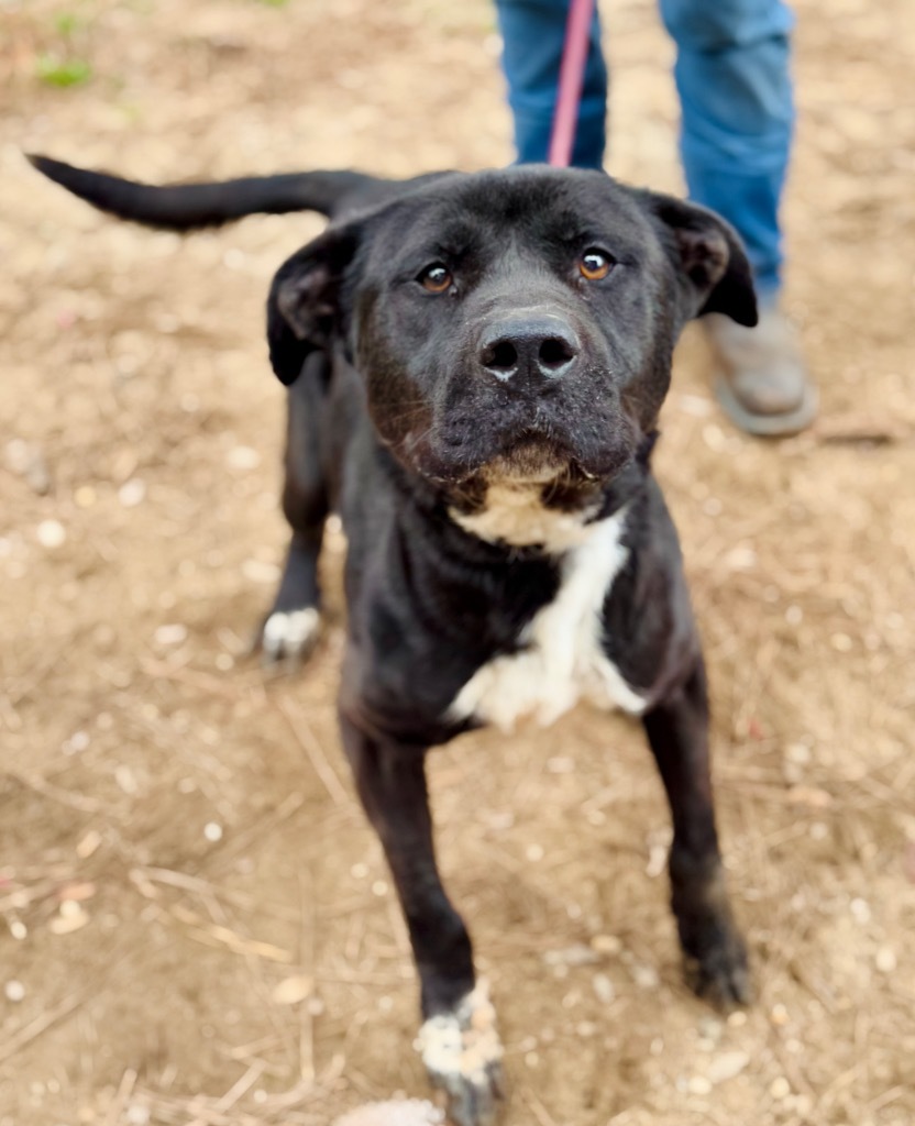 Angelo, an adoptable Mixed Breed in Albany, GA, 31706 | Photo Image 3