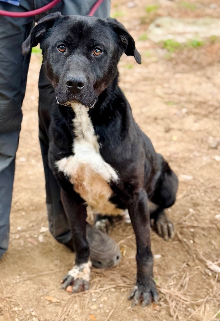 Angelo, an adoptable Mixed Breed in Albany, GA, 31706 | Photo Image 4