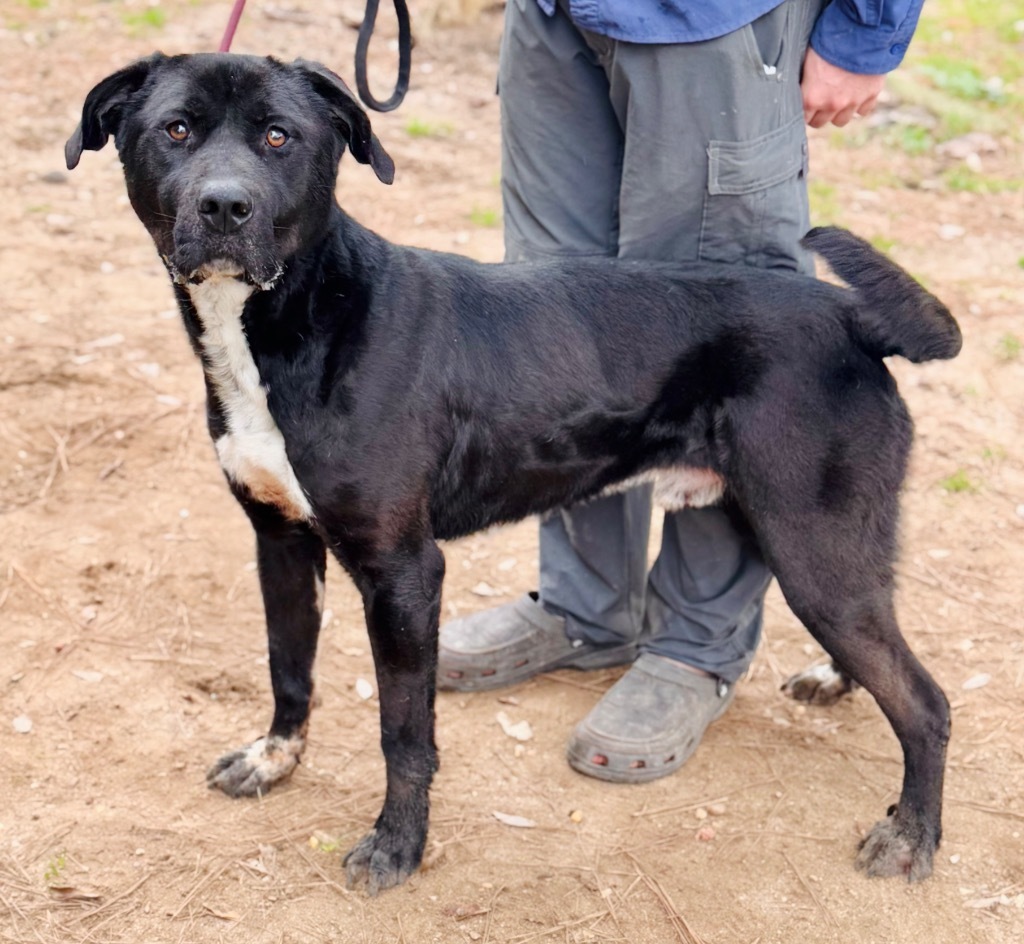 Angelo, an adoptable Mixed Breed in Albany, GA, 31706 | Photo Image 5