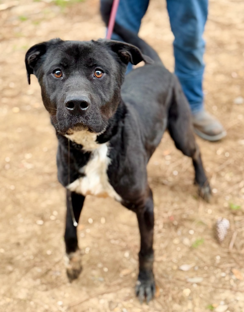 Angelo, an adoptable Mixed Breed in Albany, GA, 31706 | Photo Image 6