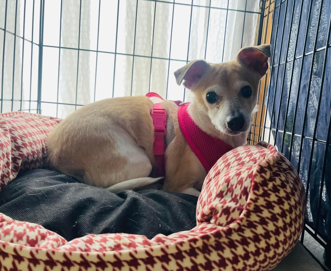 Honey, an adoptable Rat Terrier, Chihuahua in Winter, WI, 54896 | Photo Image 1