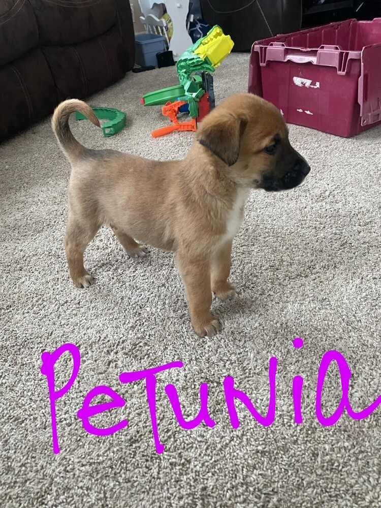 A Little Looney Litter-Petunia- Located in Washinton
