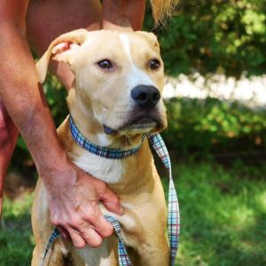 Rhett, Baby Male American Bulldog