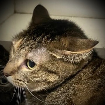 Jim, an adoptable Domestic Short Hair in Pittsfield, IL, 62363 | Photo Image 1