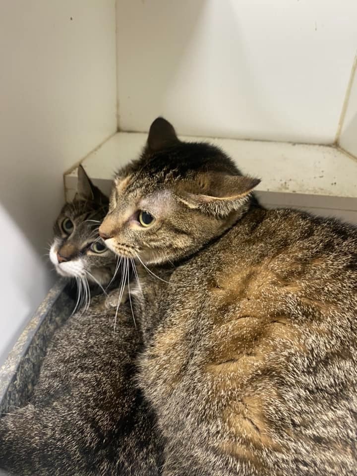 Jim, an adoptable Domestic Short Hair in Pittsfield, IL, 62363 | Photo Image 2